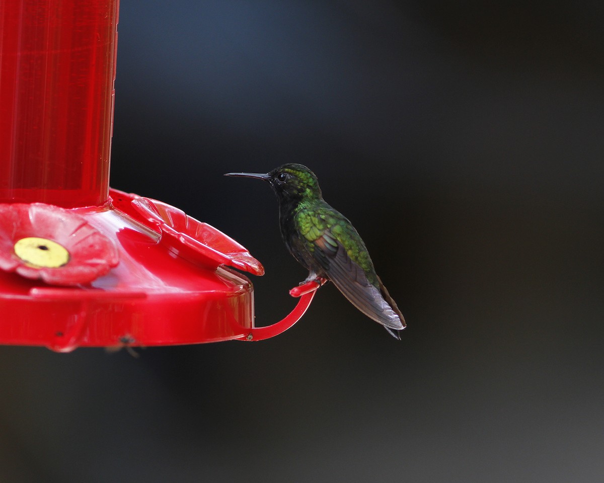 Black-bellied Hummingbird - Dave Beeke
