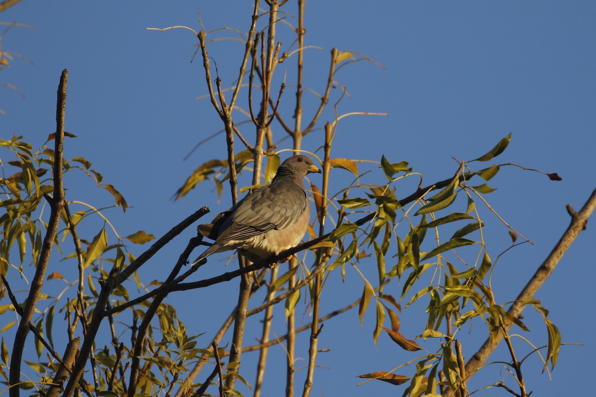 Band-tailed Pigeon - ML405855951