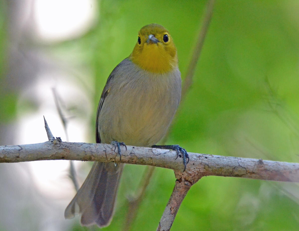 Yellow-headed Warbler - ML40586701