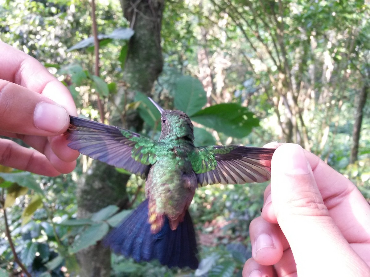 Copper-rumped Hummingbird - ML405874881