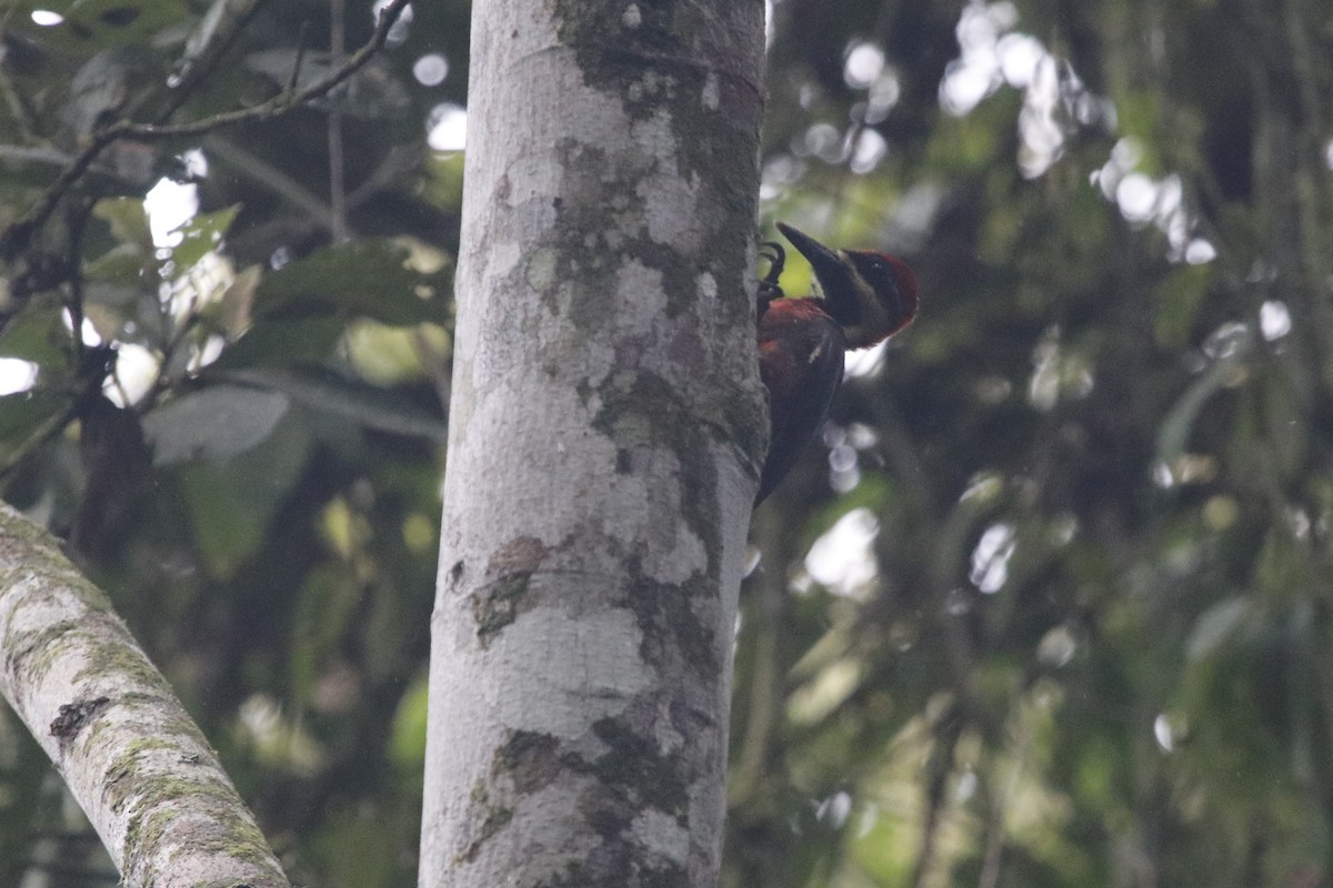 Crimson-bellied Woodpecker (Splendid) - ML405876751