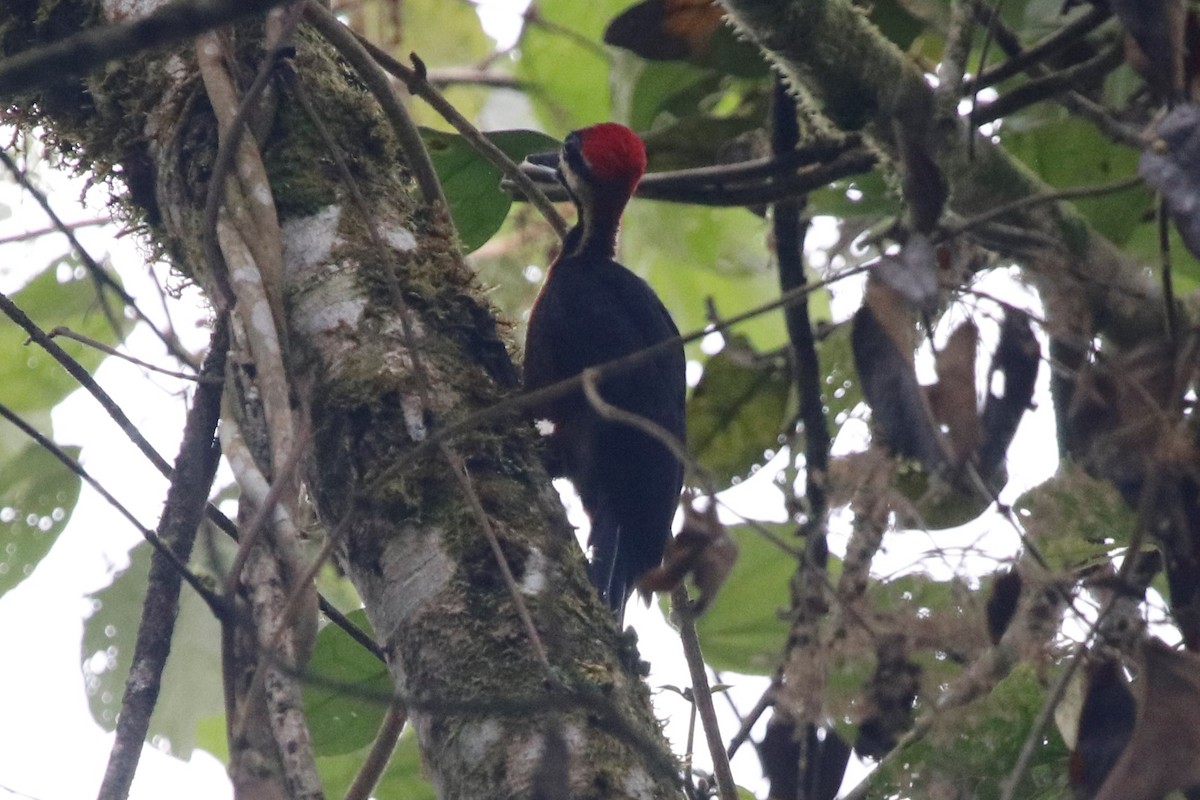 Crimson-bellied Woodpecker (Splendid) - ML405876811
