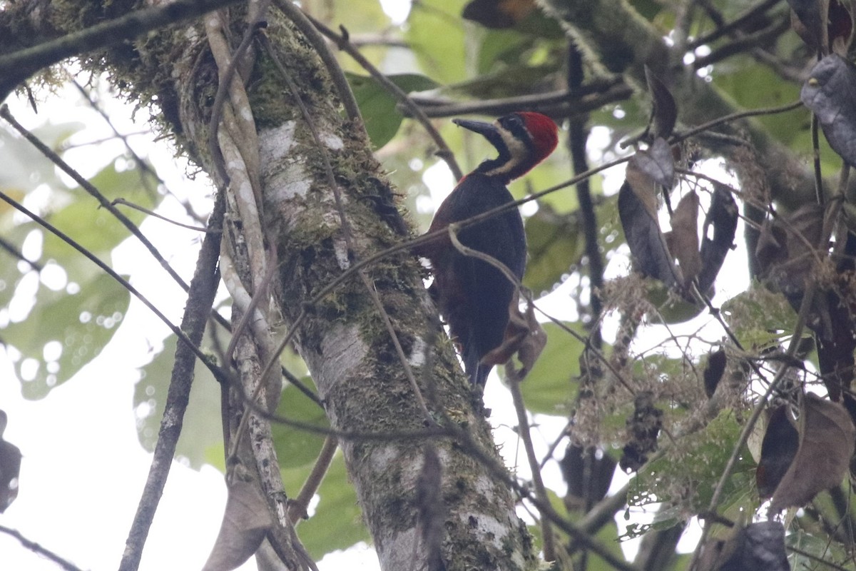 Crimson-bellied Woodpecker (Splendid) - ML405876841