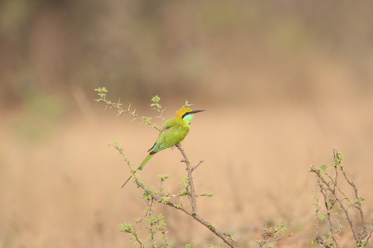 Asian Green Bee-eater - ML405882641