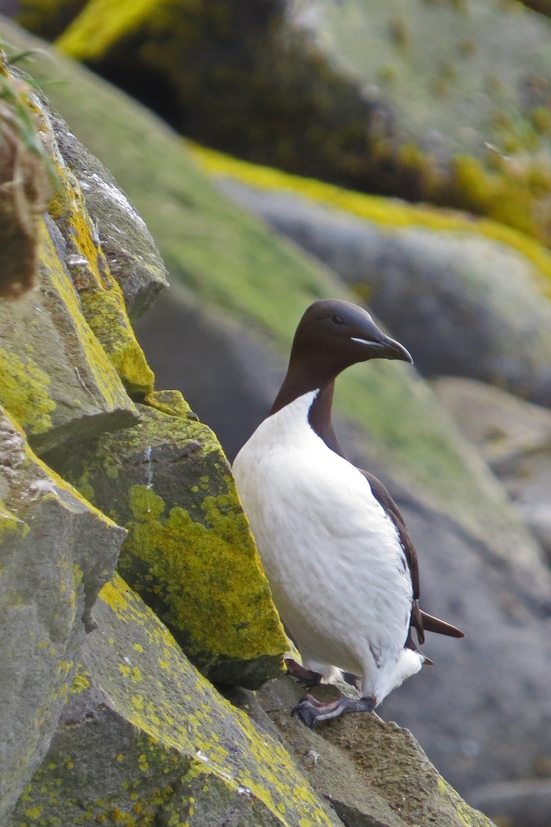 Thick-billed Murre - ML40588321