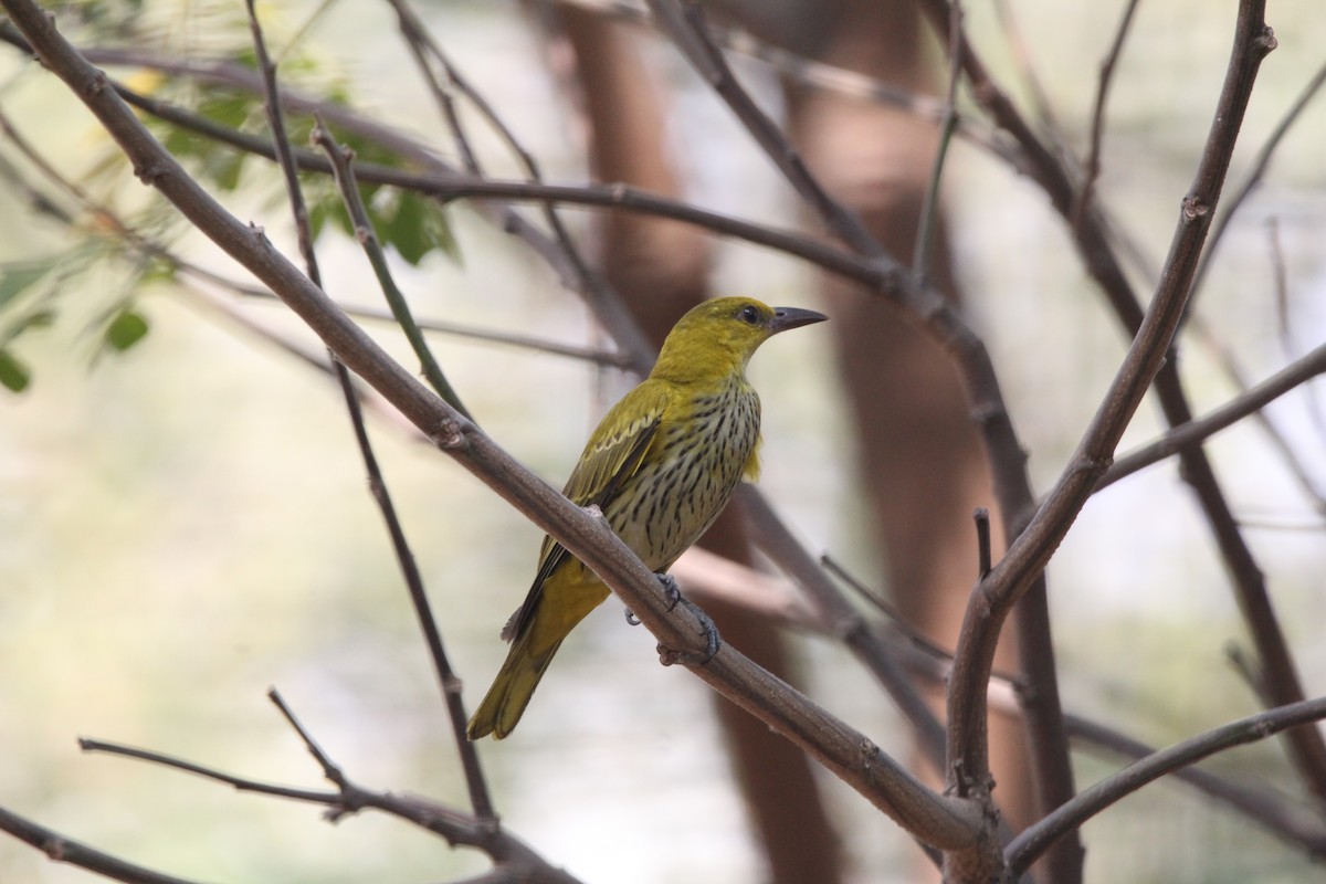 Indian Golden Oriole - ML405884131