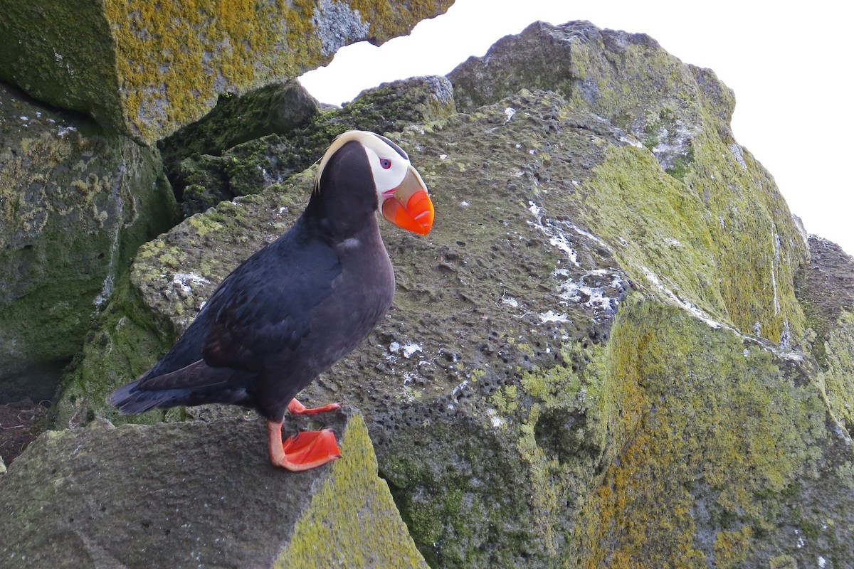 Tufted Puffin - ML40588581