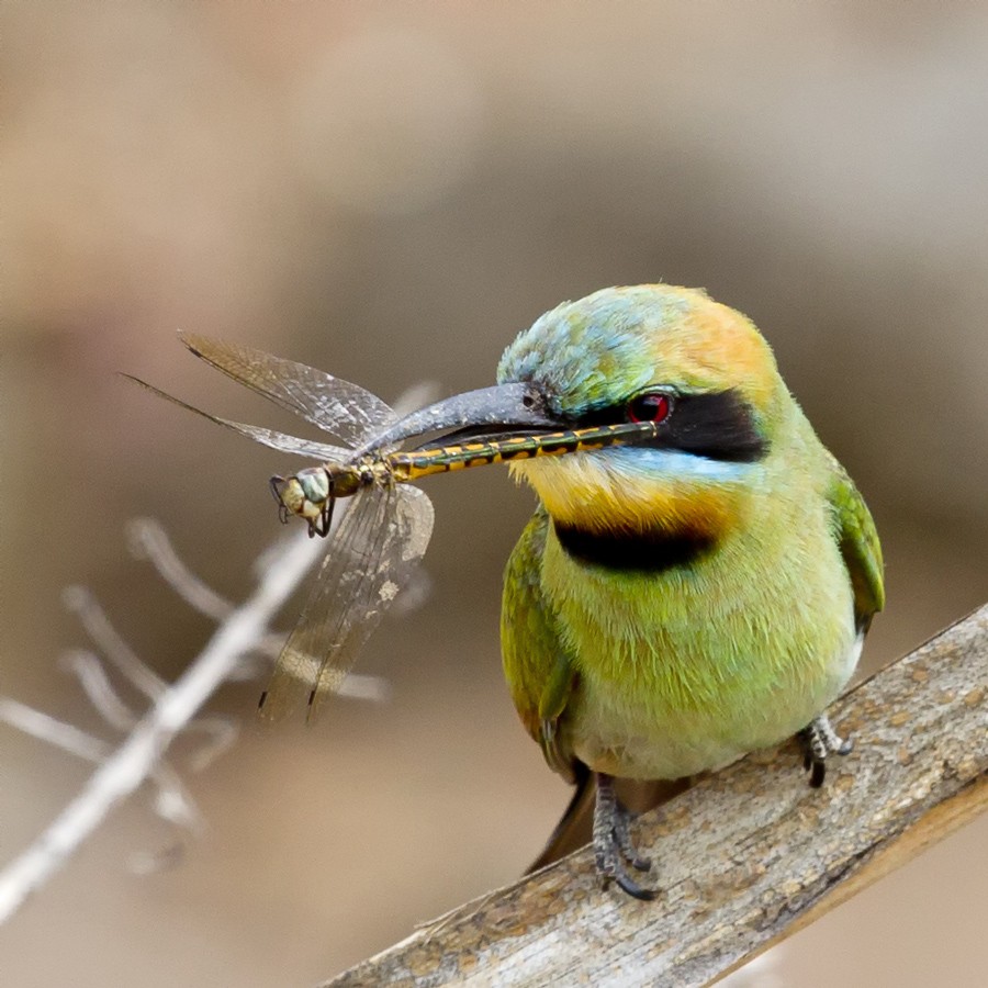 Rainbow Bee-eater - ML40588761