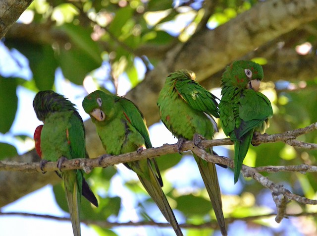 Cuban parakeet store