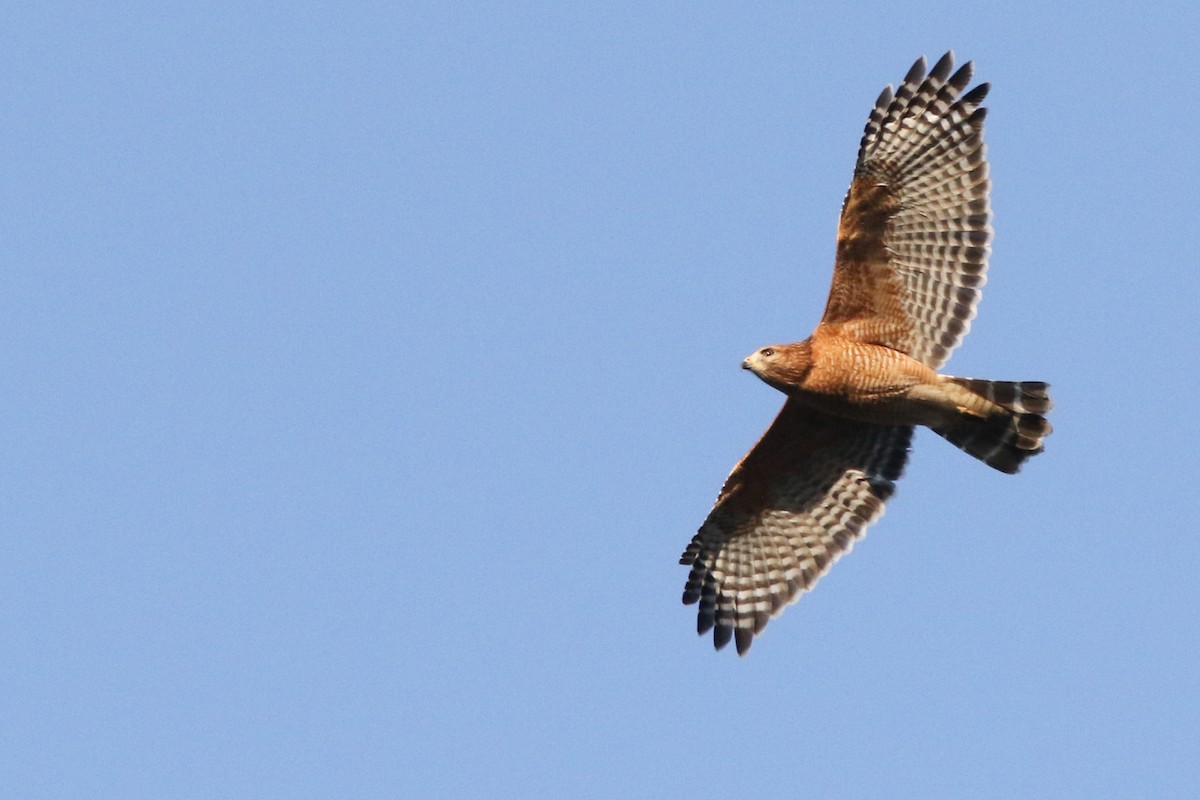 Red-shouldered Hawk (lineatus Group) - ML405888841