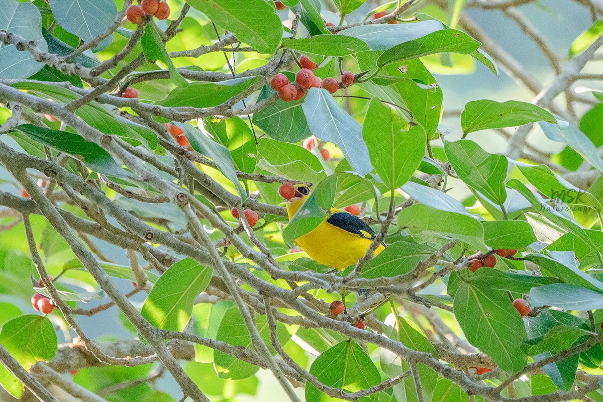 Indian Golden Oriole - ML405892891