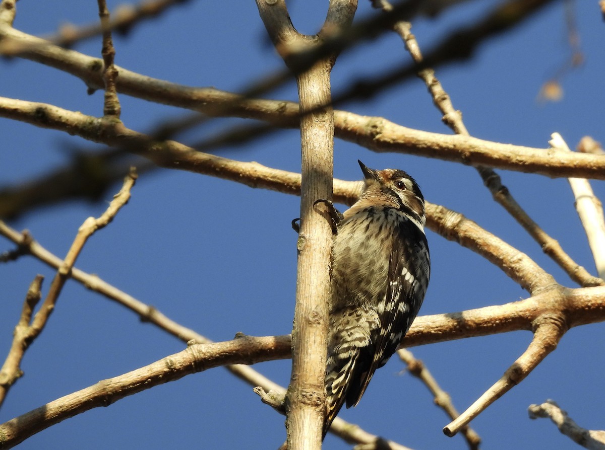 Lesser Spotted Woodpecker - ML405896711
