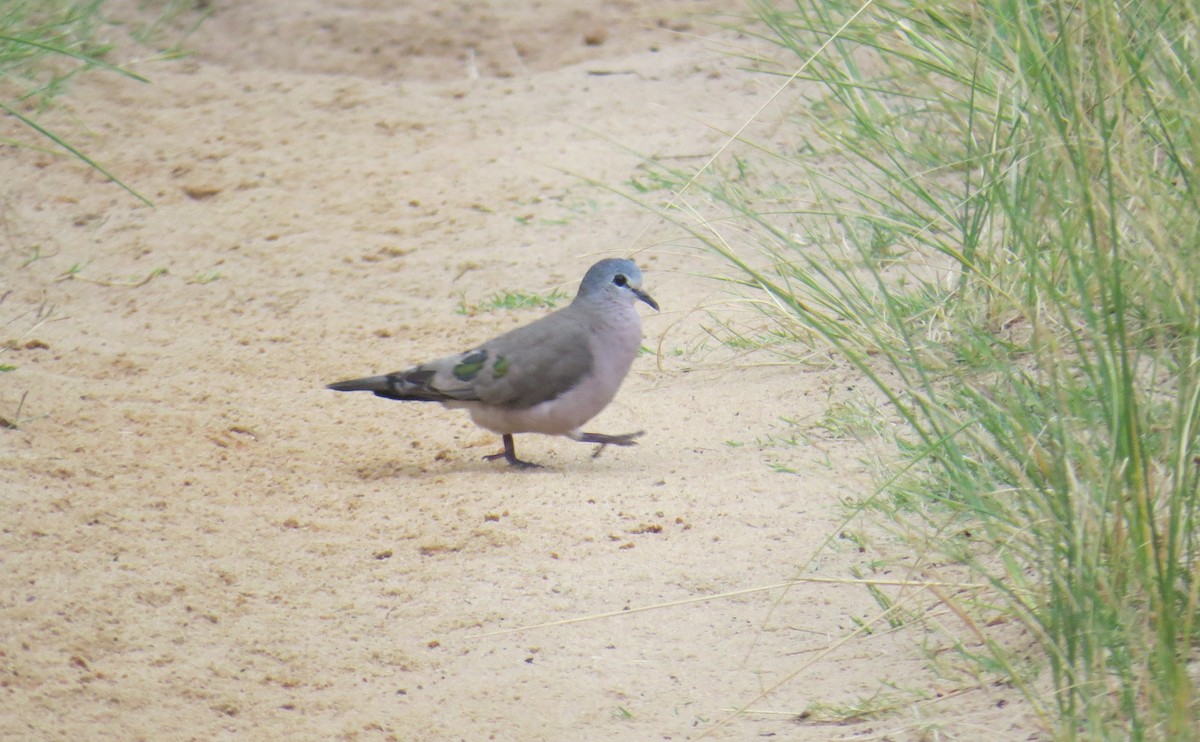 Emerald-spotted Wood-Dove - ML405898281