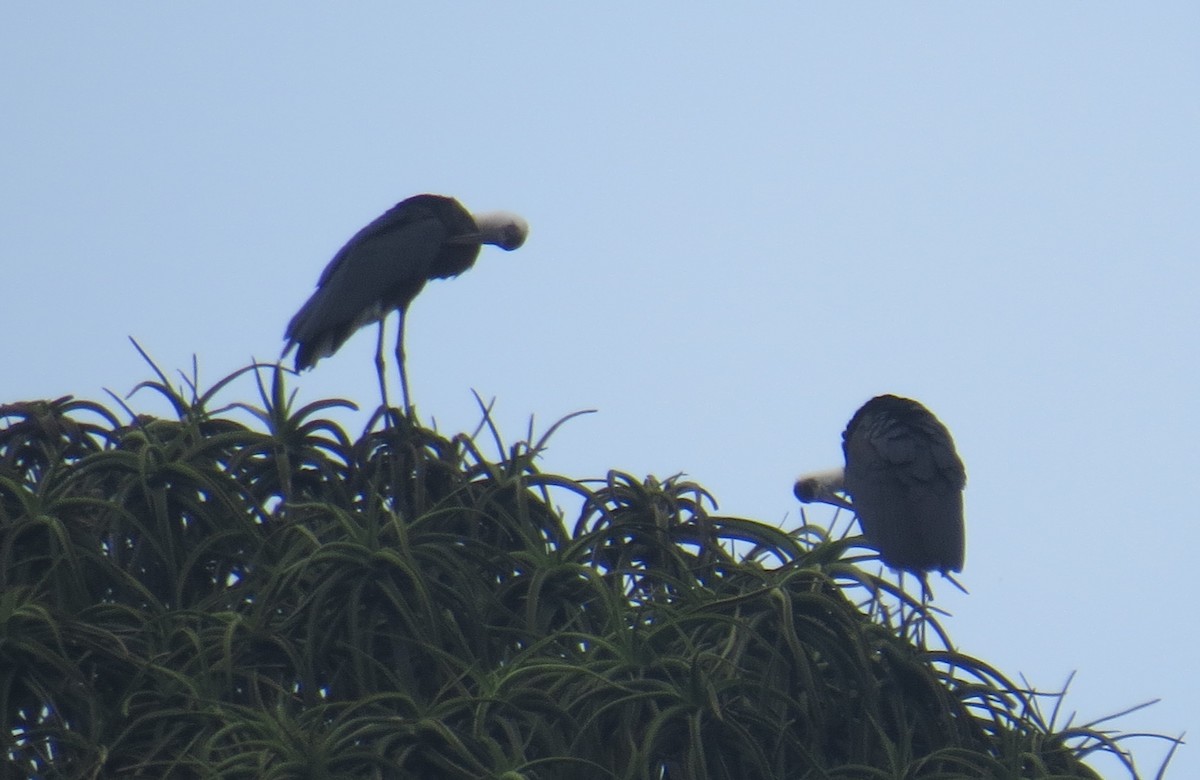 African Woolly-necked Stork - ML405898421