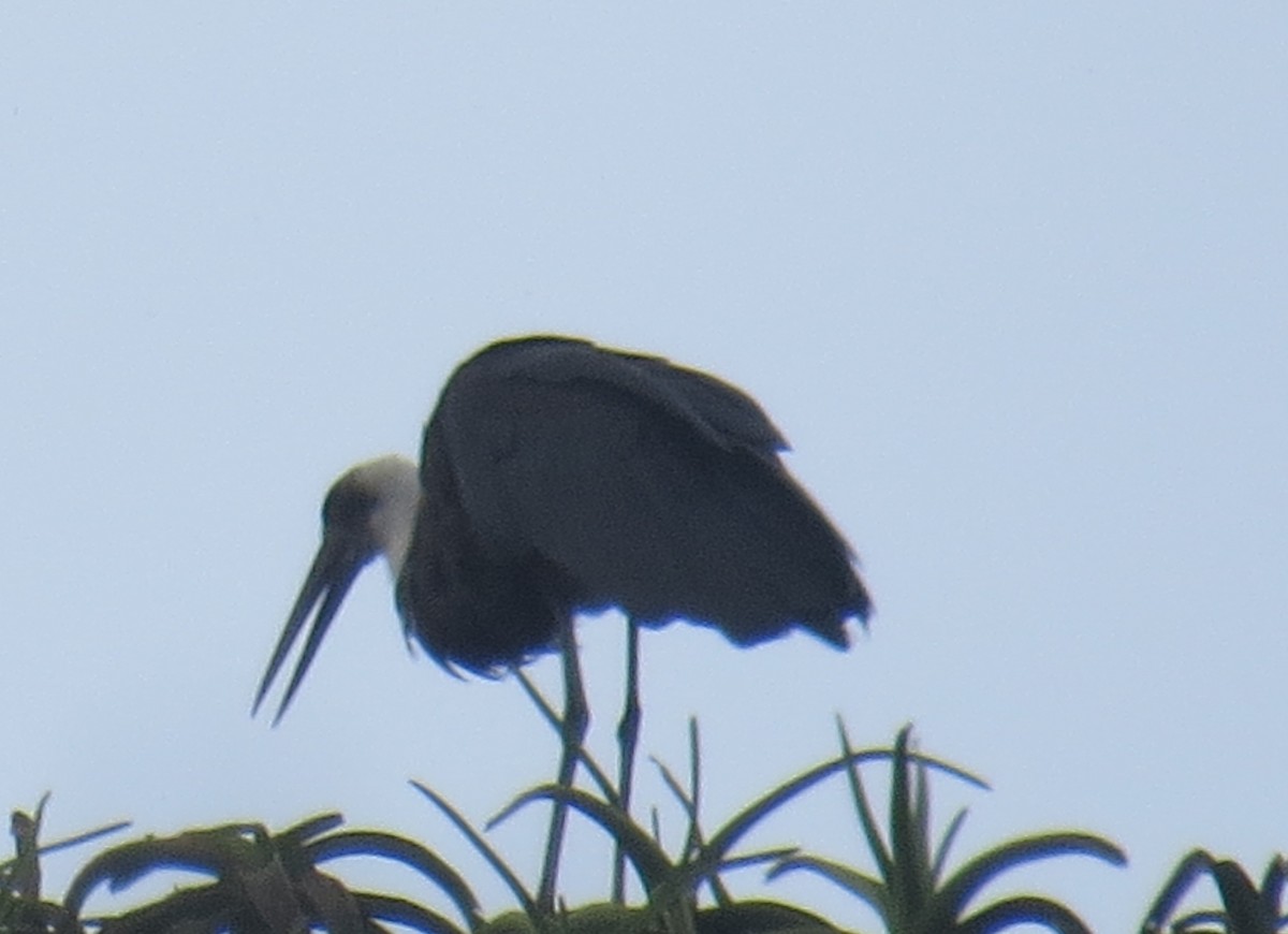 African Woolly-necked Stork - ML405898431