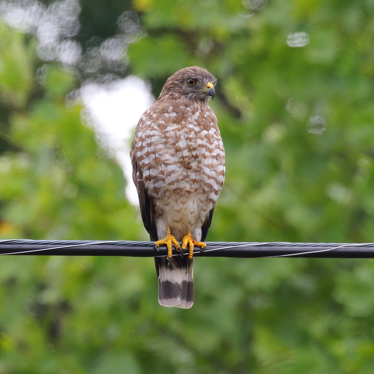 Broad-winged Hawk - ML40590181