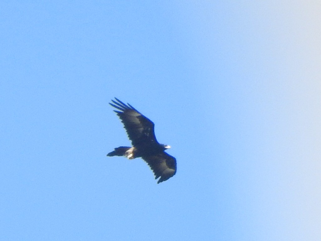 Wedge-tailed Eagle - Scott Fox