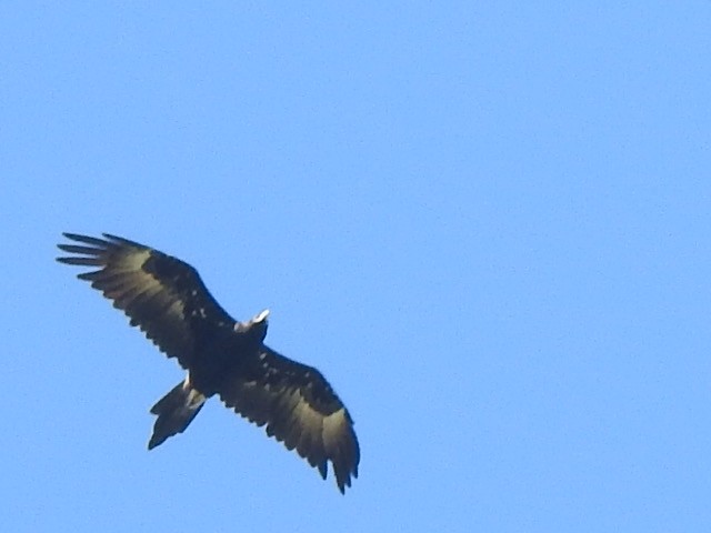 Wedge-tailed Eagle - ML405904081