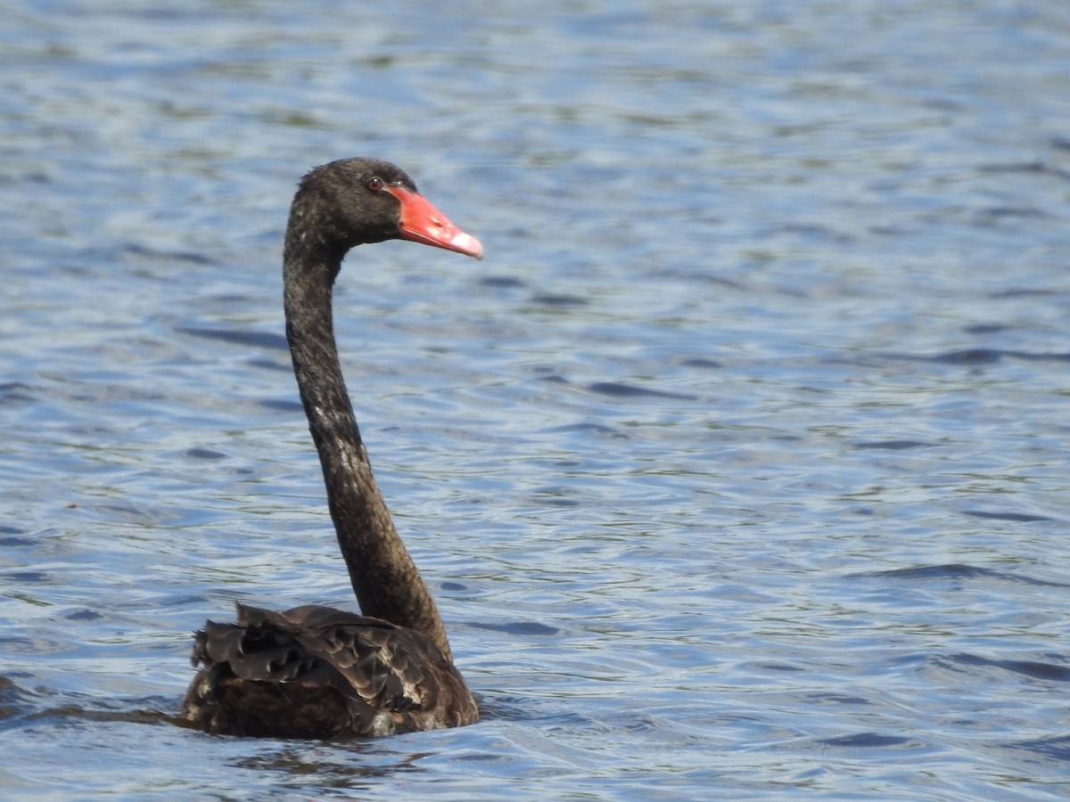 Black Swan - ML405906901
