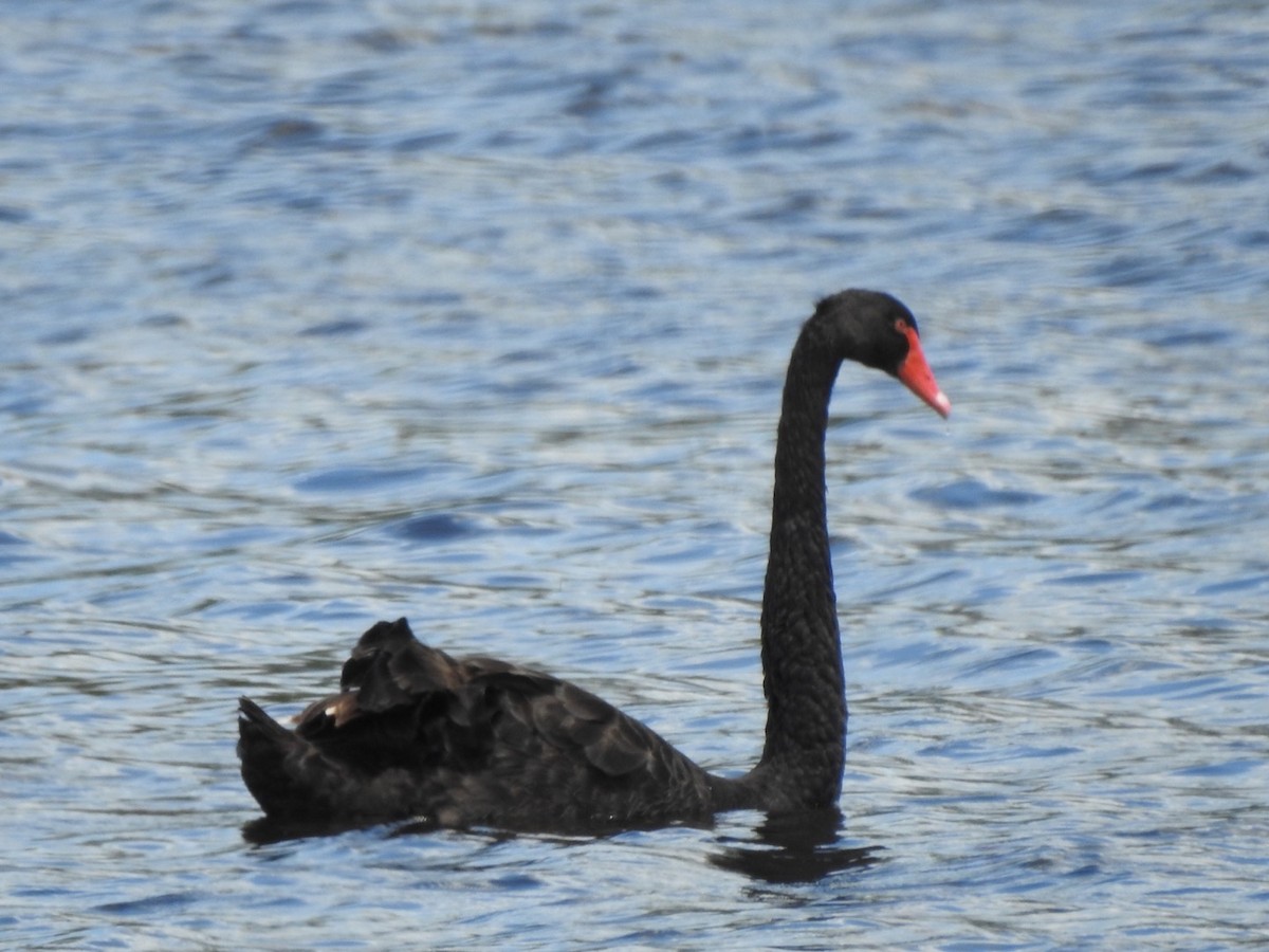 Black Swan - ML405906911