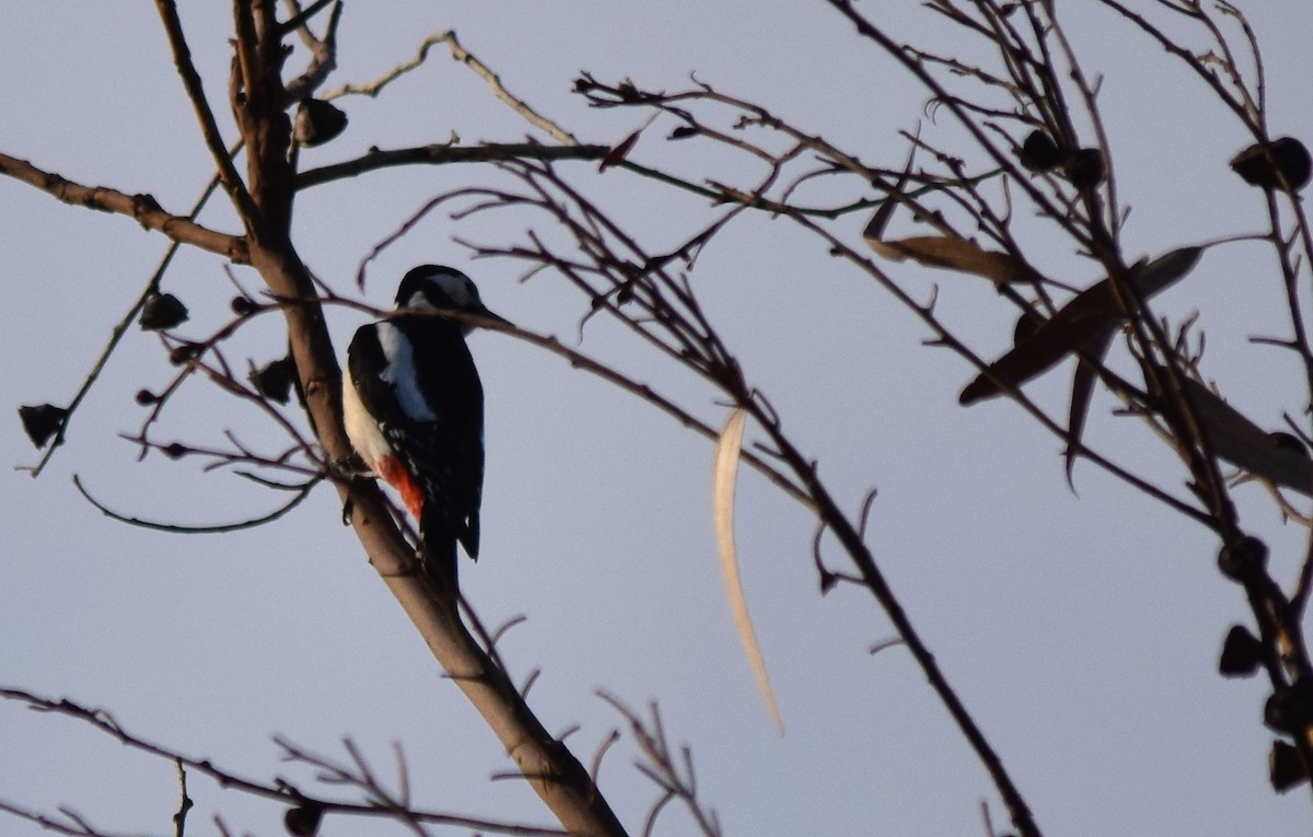 Great Spotted Woodpecker - ML405910031