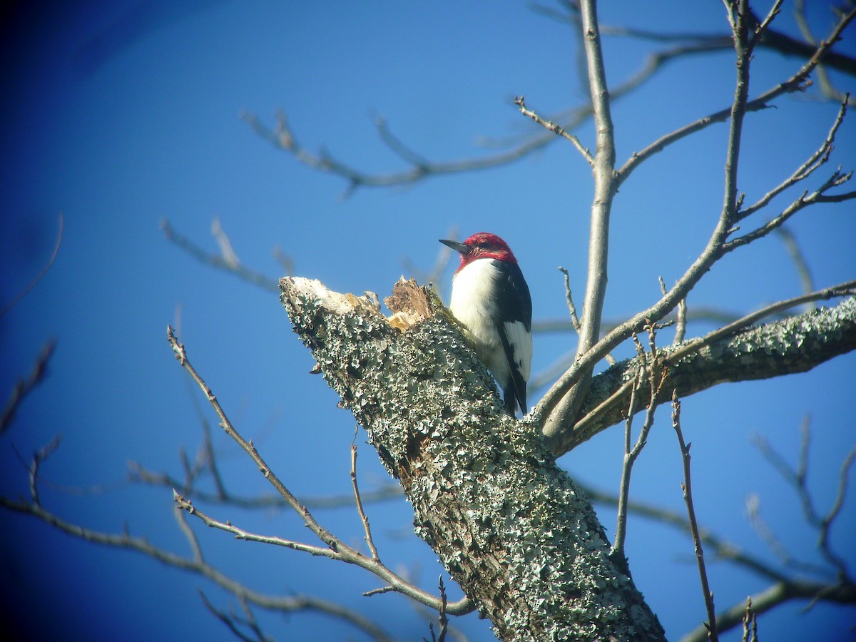 Red-headed Woodpecker - Steve Glover