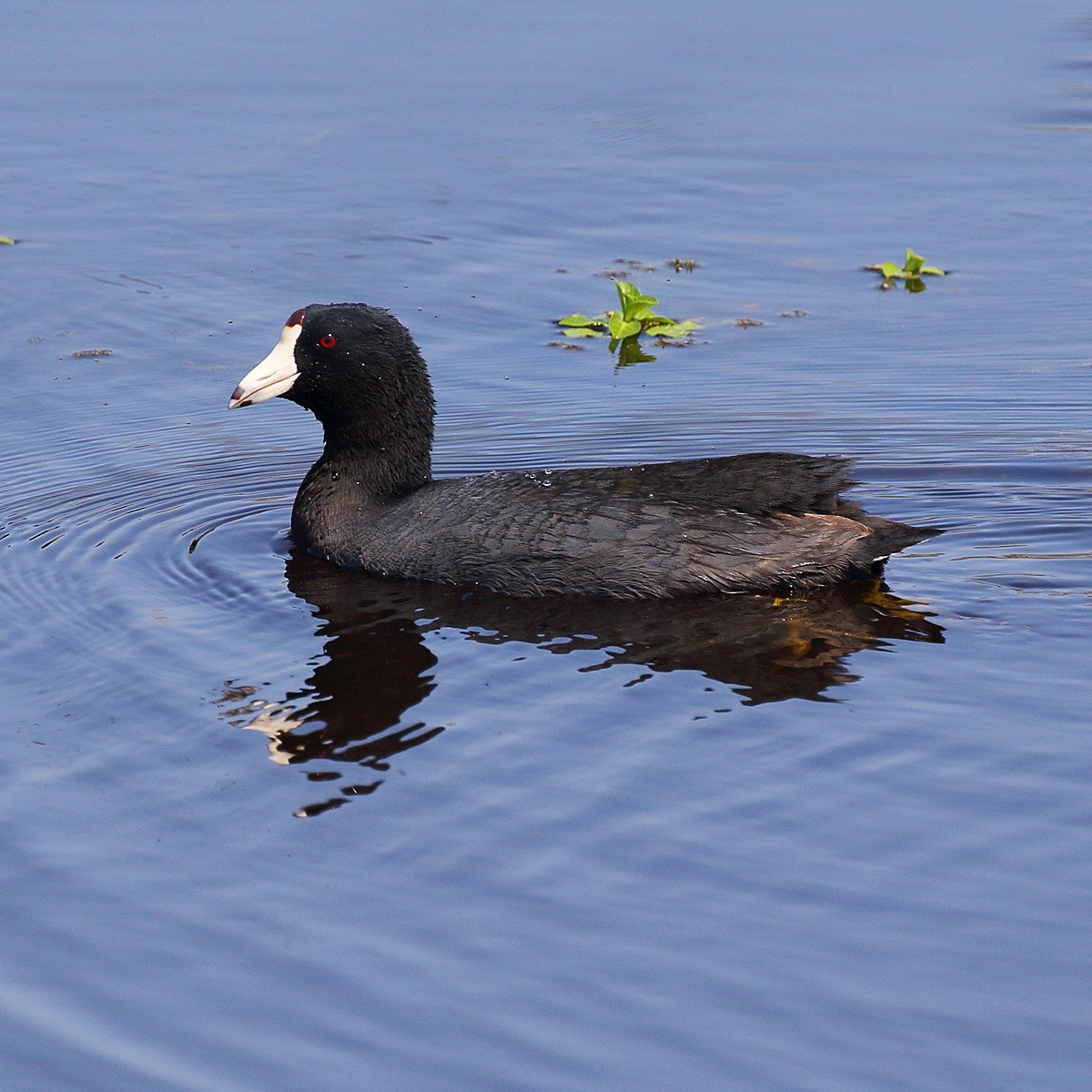 American Coot (Red-shielded) - Dan Vickers