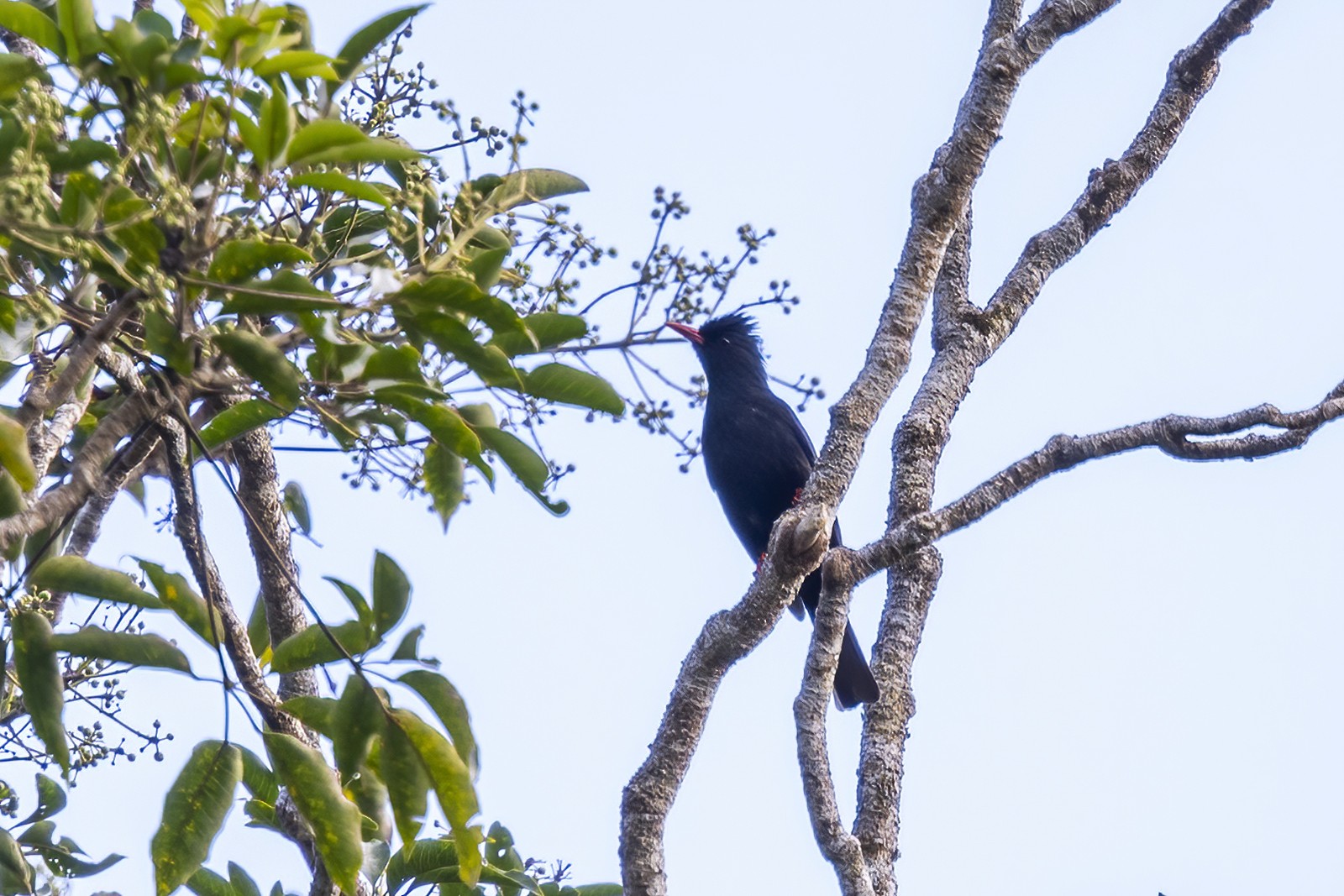 Black Bulbul (perniger) - eBird