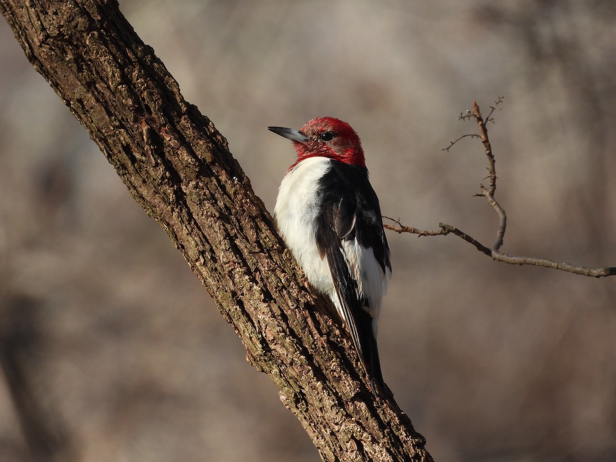 Red-headed Woodpecker - ML405924691