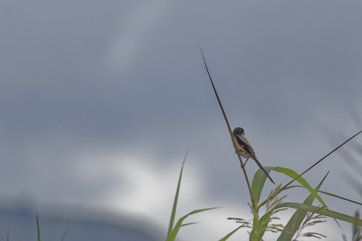 Long-tailed Shrike - ML405925231