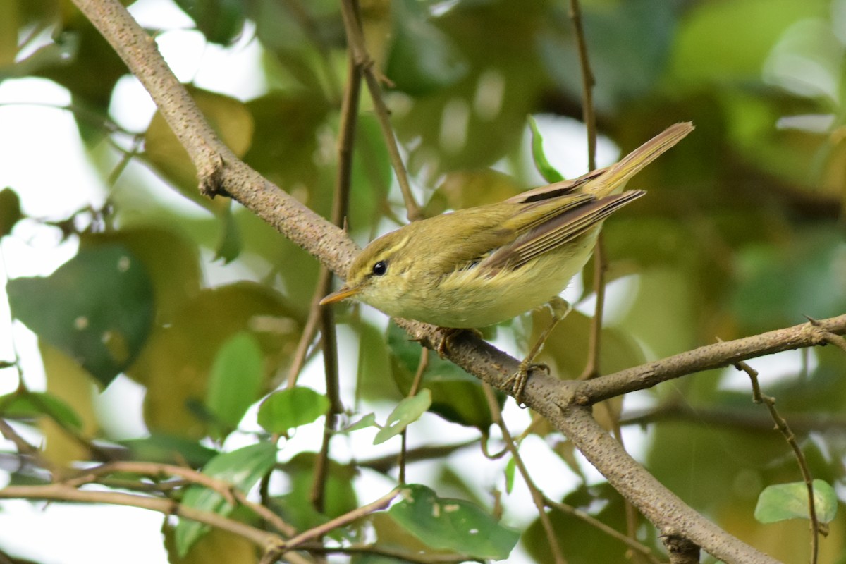Greenish Warbler (viridanus) - Ajoy Kumar Dawn