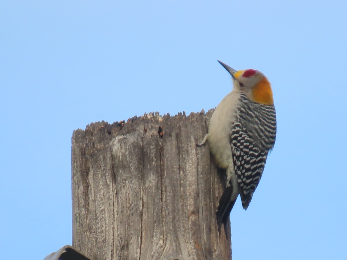 Golden-fronted Woodpecker - ML405933281