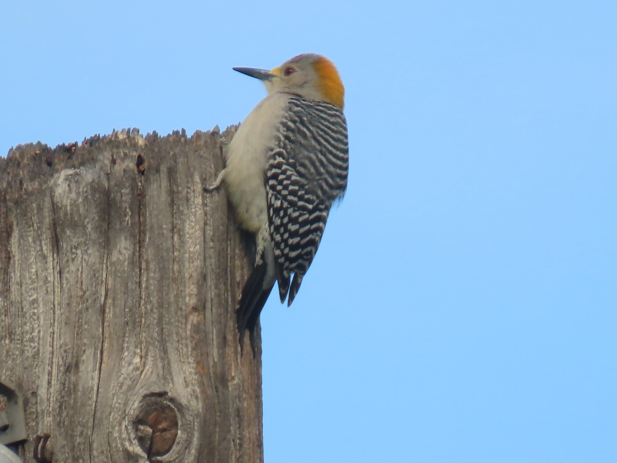 Golden-fronted Woodpecker - ML405933391