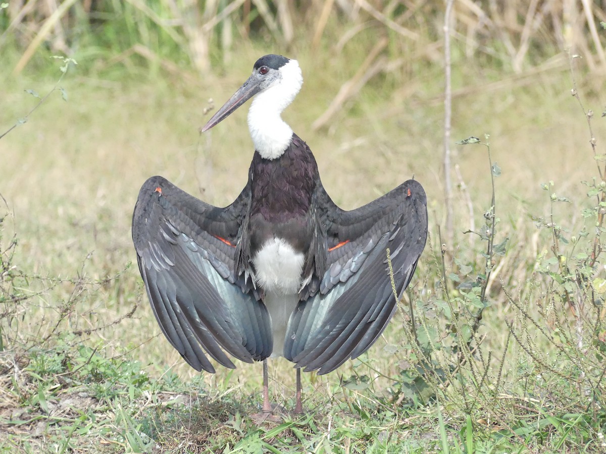 Asian Woolly-necked Stork - Rohan Prabhu