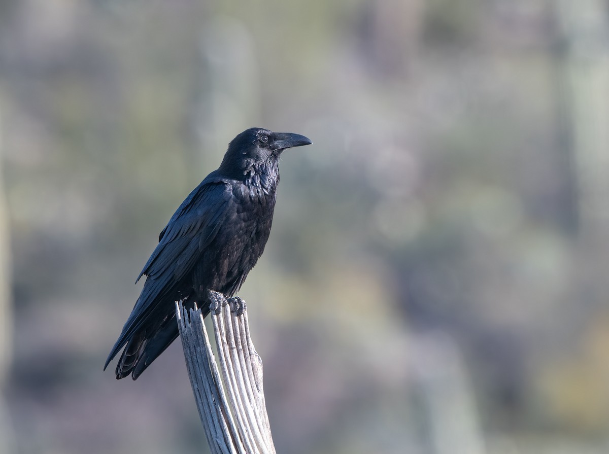 Common Raven - William Higgins