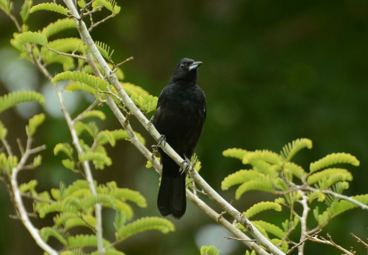 White-lined Tanager - ML405939011