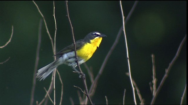 Yellow-breasted Chat - ML405942
