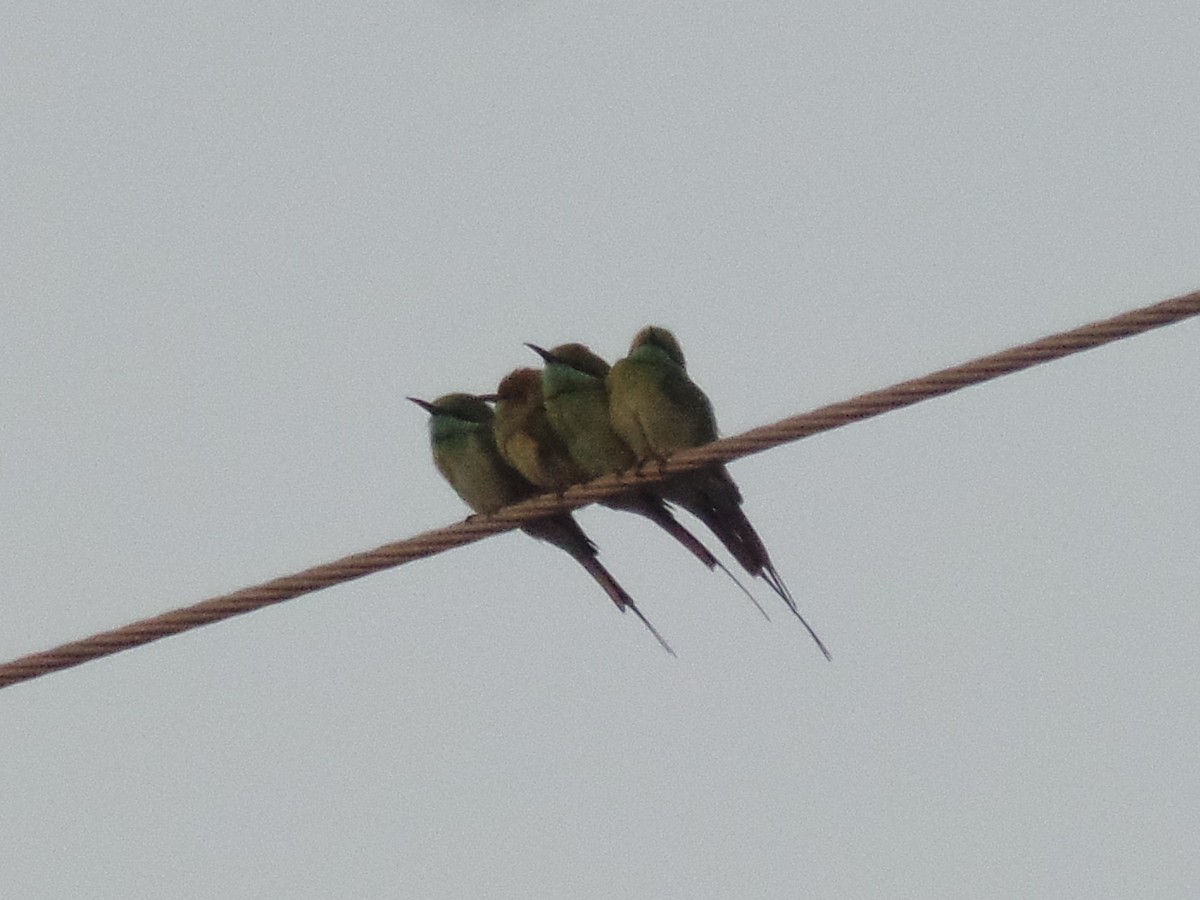 Asian Green Bee-eater - ML405943771