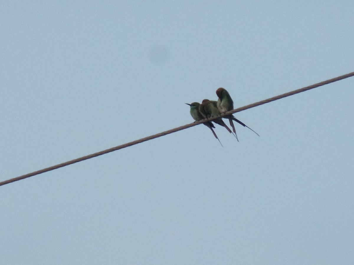 Asian Green Bee-eater - ML405943791