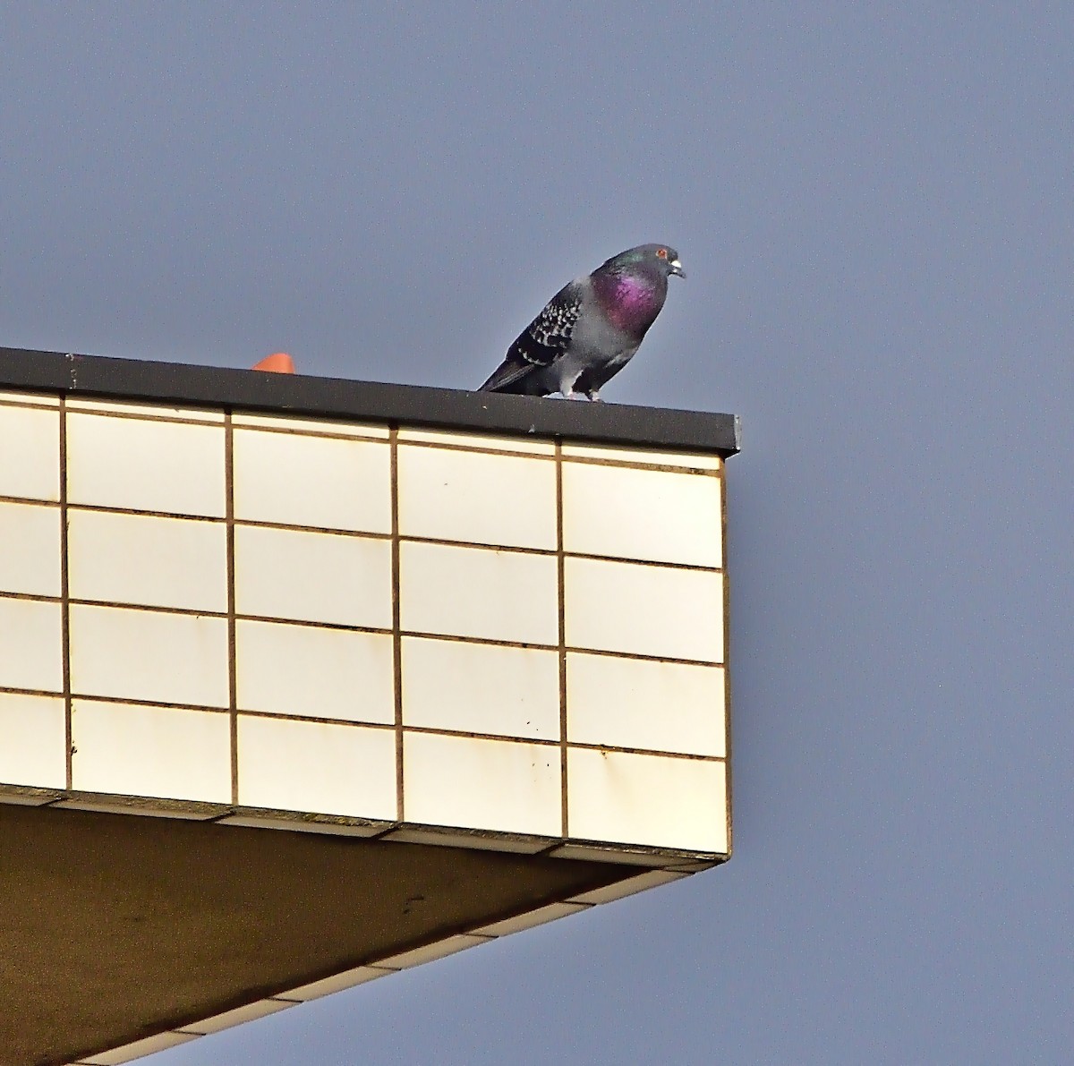 Rock Pigeon (Feral Pigeon) - ML405944111