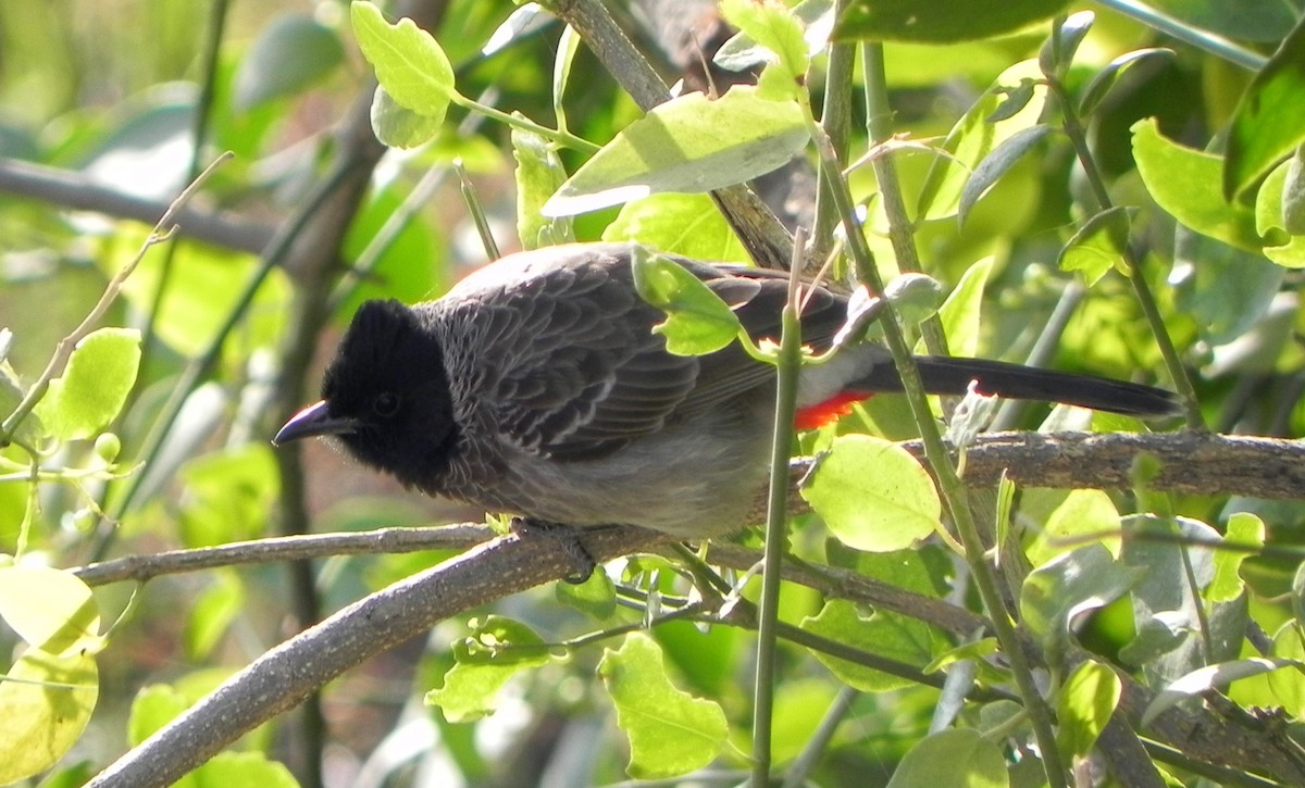Red-vented Bulbul - ML40594551