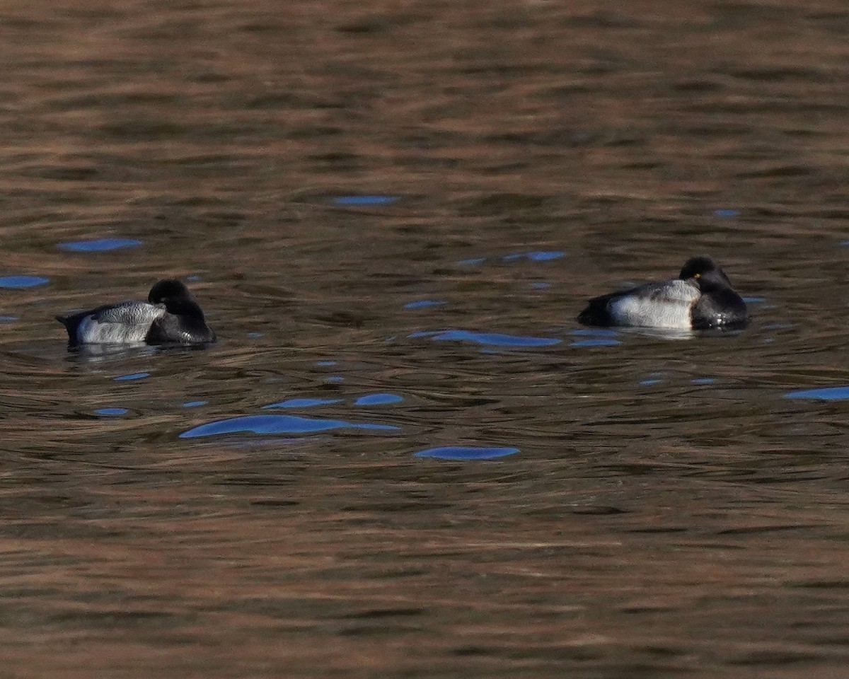 Lesser Scaup - Charles Gage