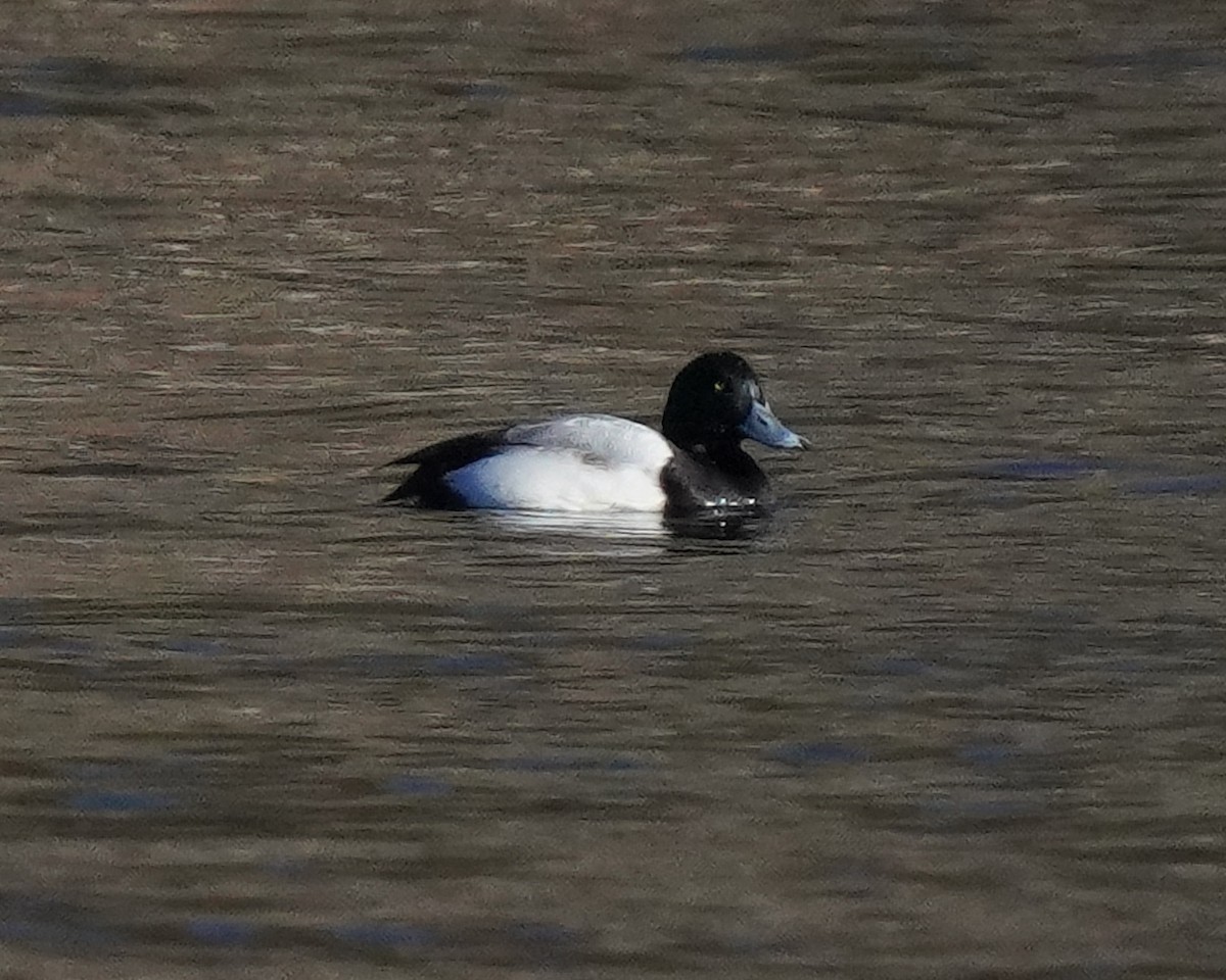 Lesser Scaup - Charles Gage