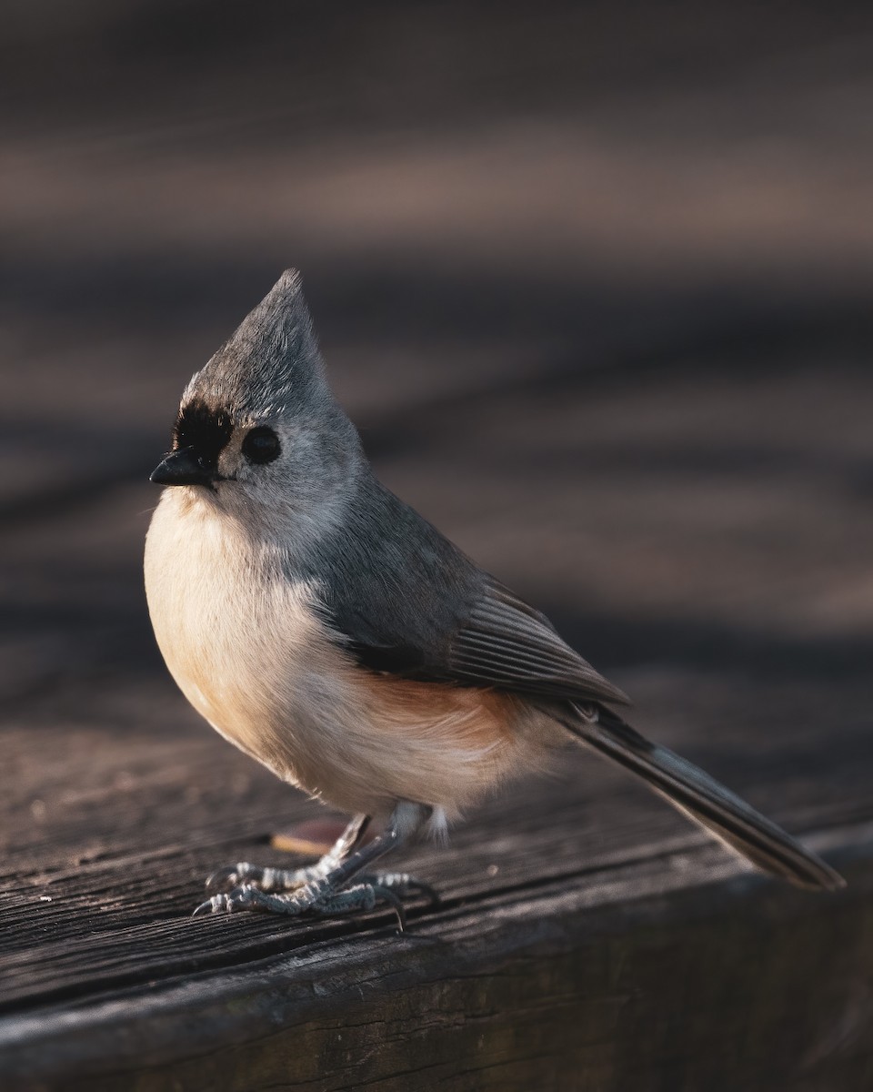 Tufted Titmouse - Charles Gage