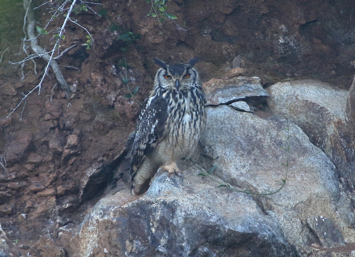 Rock Eagle-Owl - ML405945861