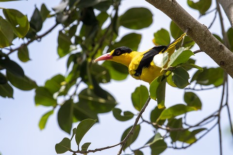 Black-naped Oriole - eBird