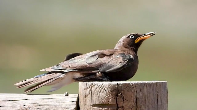 African Pied Starling - ML405946351