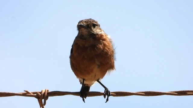 African Stonechat - ML405946451