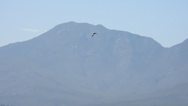 Cuervo de El Cabo - ML405951381