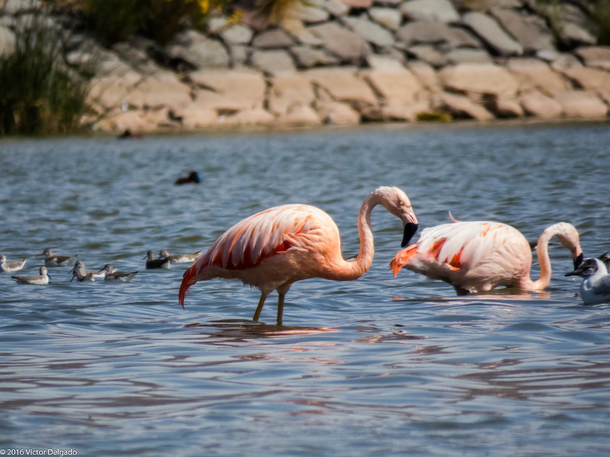 Chilean Flamingo - ML40595661